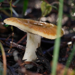 Russula neerimea