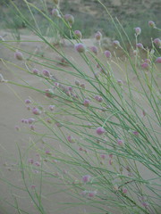 Eremosparton aphyllum