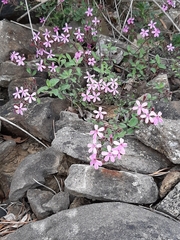 Saponaria ocymoides