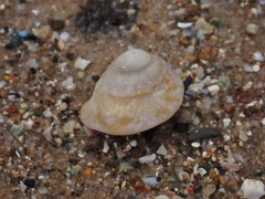 Bellastraea squamifera