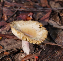 Russula neerimea