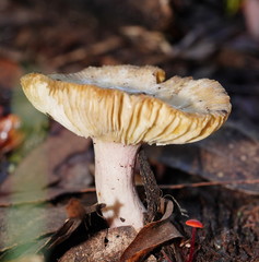 Russula neerimea