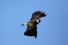 Northern Lapwing photo 5