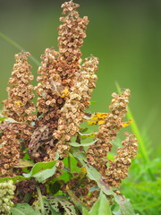 Rumex japonicus
