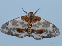 Abraxas amicula-illuminata