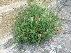 Papaver arenarium