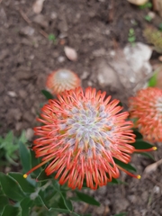 Leucospermum × hybridum
