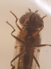 Platycheirus ambiguus