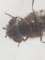 Platycheirus ambiguus