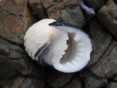 Nerita costata