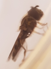 Platycheirus ambiguus