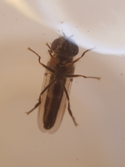 Platycheirus ambiguus
