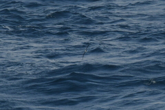 Pterodroma mollis