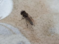 Platycheirus ambiguus
