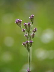 Verbena incompta