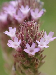 Verbena incompta