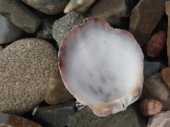 Spondylus nicobaricus