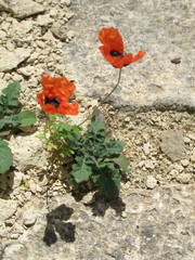 Papaver arenarium