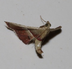 Endotricha repandalis