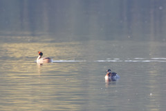 Podiceps grisegena