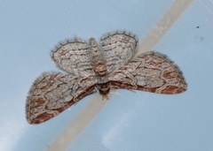 Eupithecia costalis