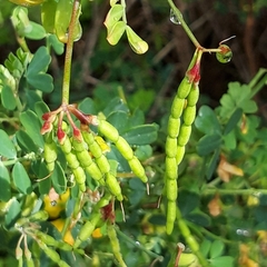 Coronilla valentina