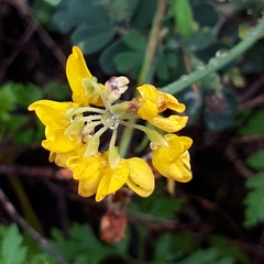 Coronilla valentina