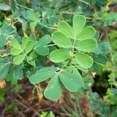 Coronilla valentina