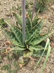 Aloe vanrooyenii