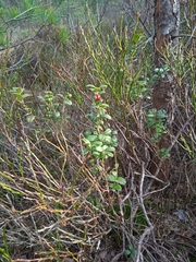 Vaccinium vitis-idaea