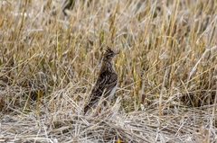 Alauda arvensis pekinensis