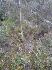 Vaccinium vitis-idaea