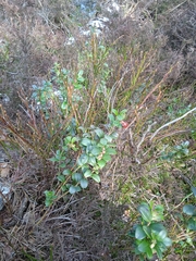 Vaccinium vitis-idaea