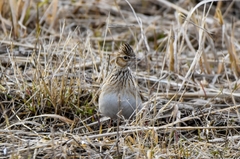 Alauda arvensis pekinensis