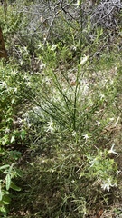 Anthocercis angustifolia