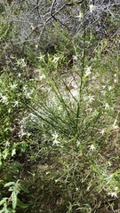 Anthocercis angustifolia