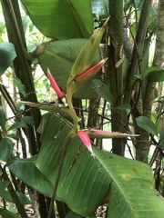 Heliconia metallica