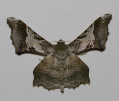 Krananda oliveomarginata