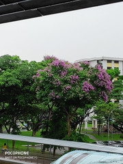 Lagerstroemia speciosa
