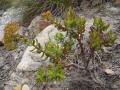 Crassula undulata