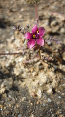 Diascia capensis