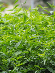 Clinacanthus nutans
