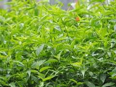 Clinacanthus nutans