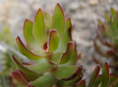 Crassula undulata