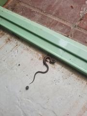 Ablepharus kitaibelii