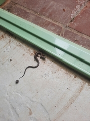 Ablepharus kitaibelii