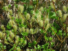 Salix glabra