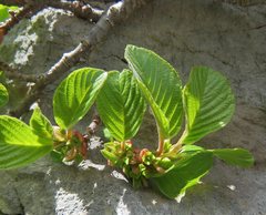 Rhamnus pumila