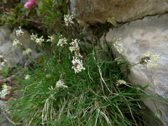 Sesleria sphaerocephala
