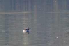 Podiceps grisegena